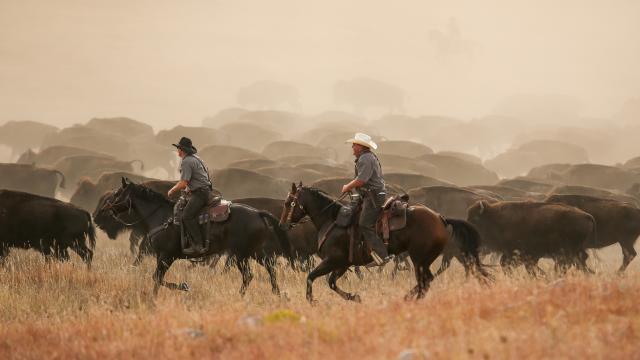 Rangers rounding up the bison at the roundup