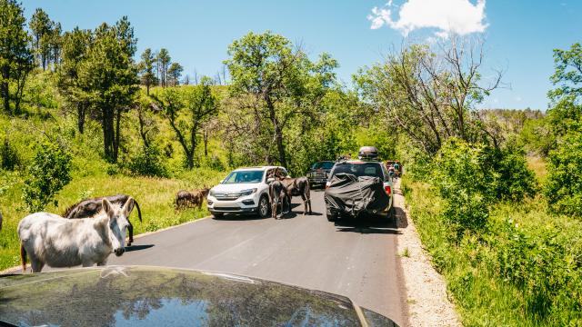 Cars stopped on a road while burros approach them