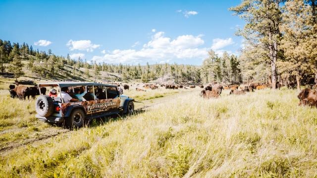 Visitors riding in a jeep among bison