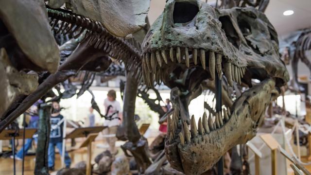 Fossils, Prehistoric & Natural Wonders