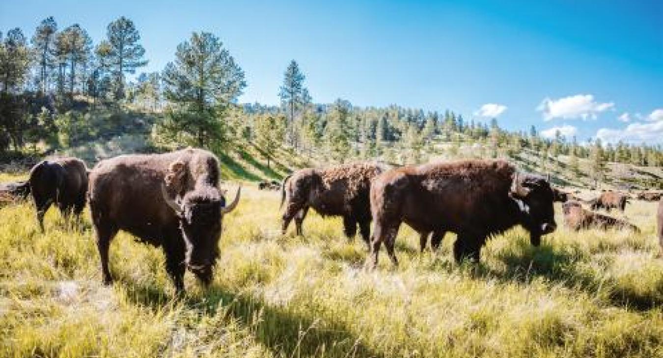 A grouping of Bison at Custer State Park