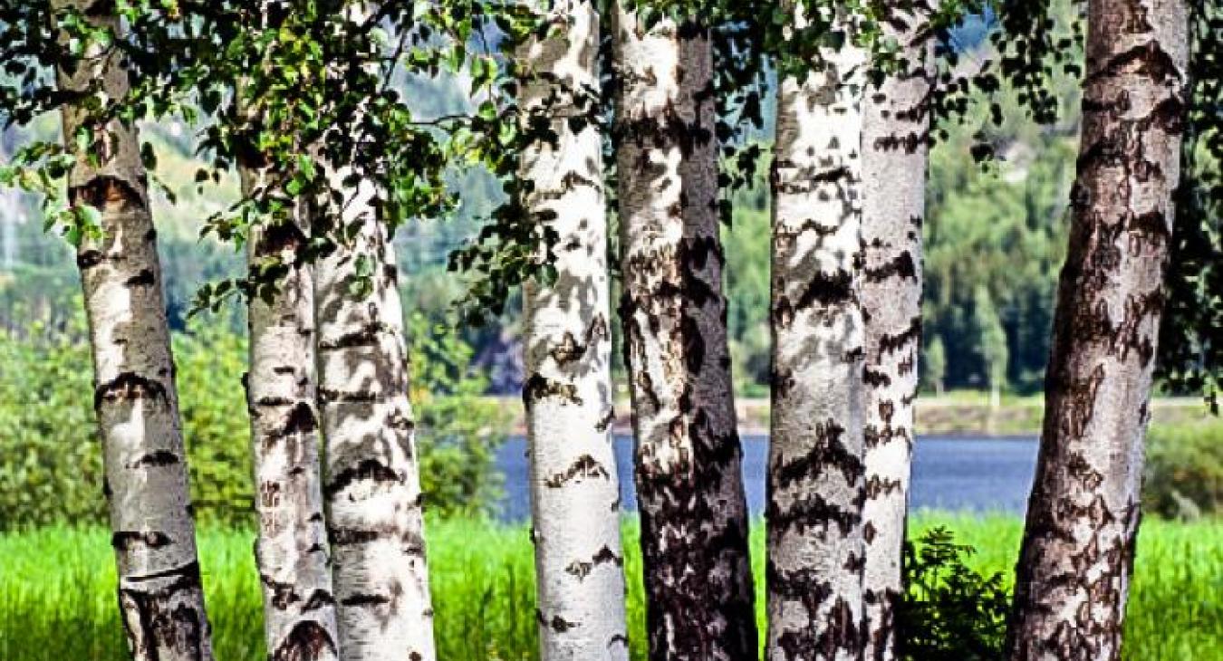 Aspen vs. Birch