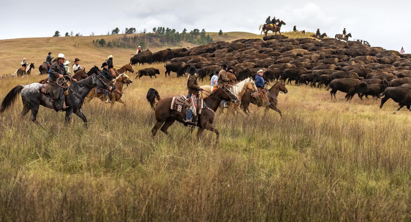 Custer State Park Buffalo Roundup & Arts Festival