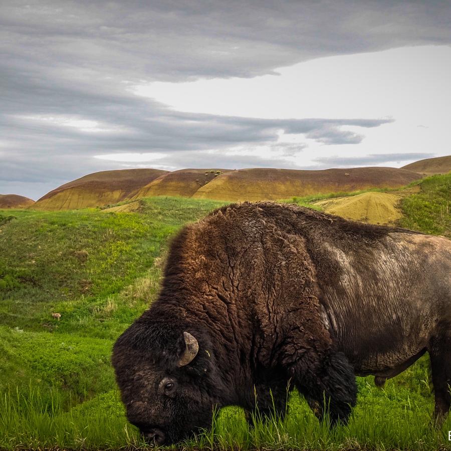 Lone Buffalo in early morning rain. Badlands National Park.
