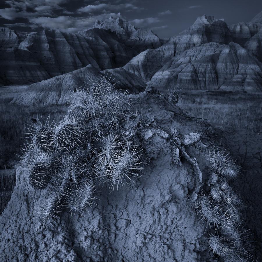 BW phot0 of a cactus in Badlands National Park near Cedar Pass.