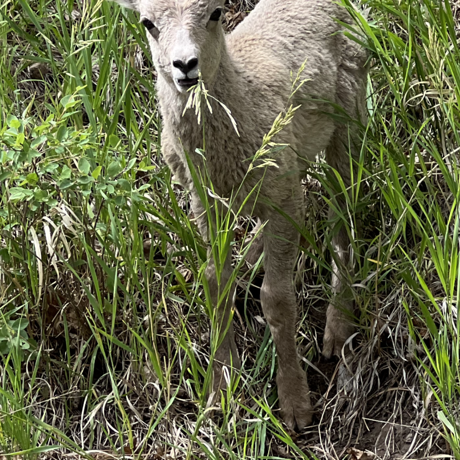 Wildlife in Custer