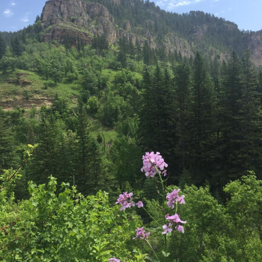 One of the fantastic views in Spearfish canyon 