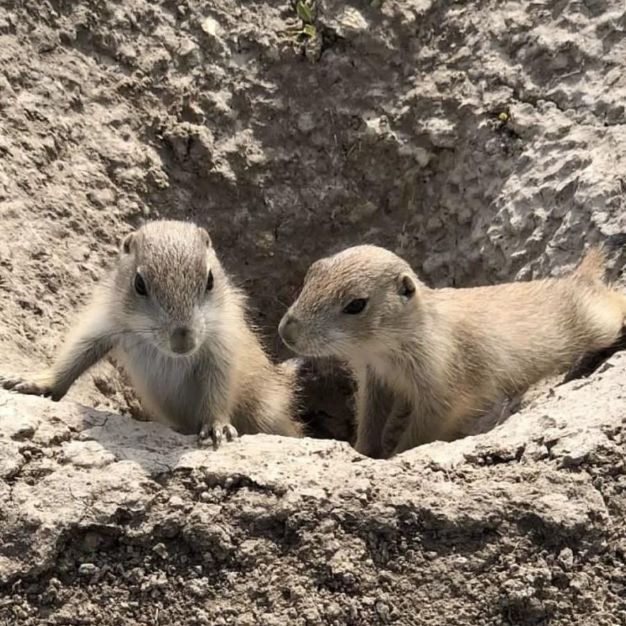 Baby prairie dogs whispering secrets. 