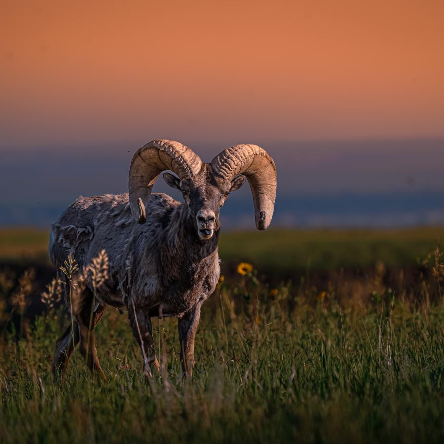 The Bighorn King during a Badlands Sunset